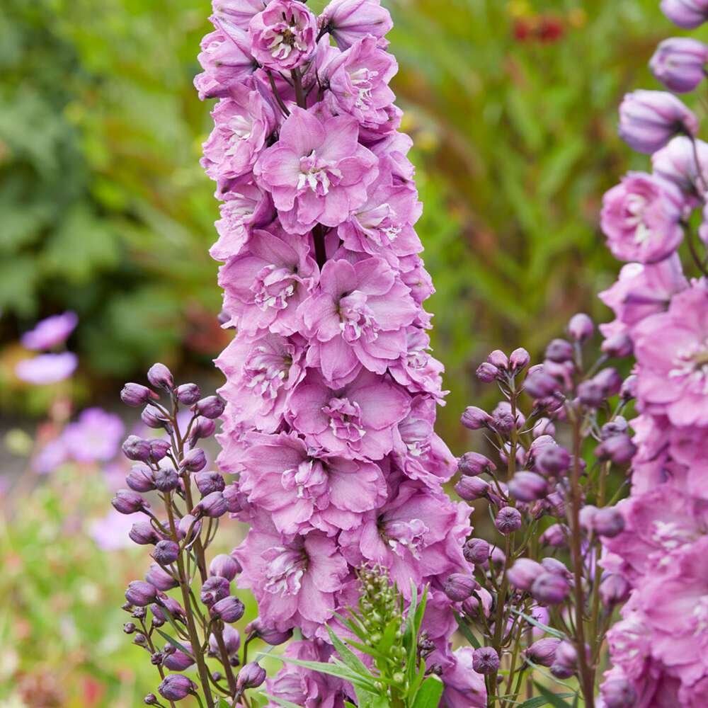 Riddarsporre 'Delphi's Pink Power'